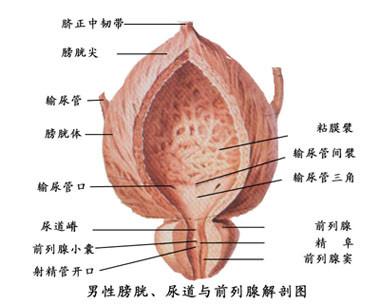 龟头瘙痒到底是怎么回事
